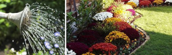 Многолетние хризантемы — последние цветы осени. Лучшие сорта