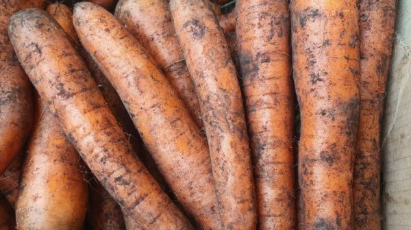 знаю Как приготовить оладьи из моркови в духовке: вкусное блюдо за полчаса 